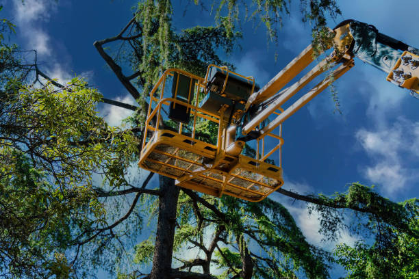 Trusted Glencoe, AL  Tree Services Experts