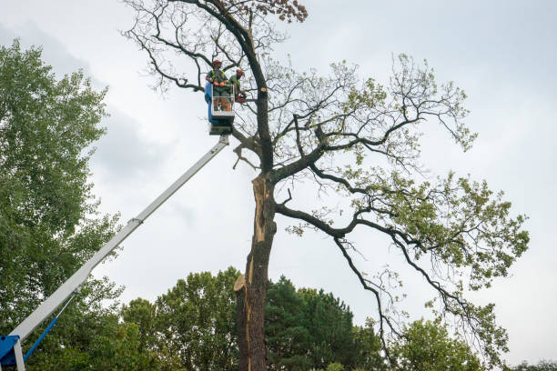 How Our Tree Care Process Works  in  Glencoe, AL